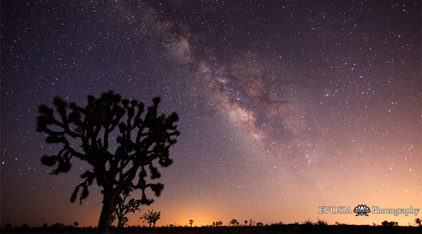 Joshua Tree under the Milky Way